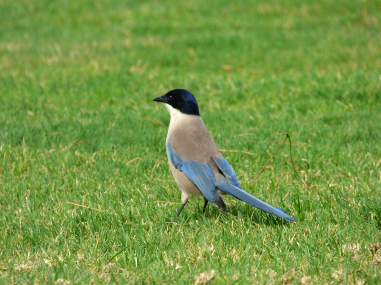 azure winged magpie3